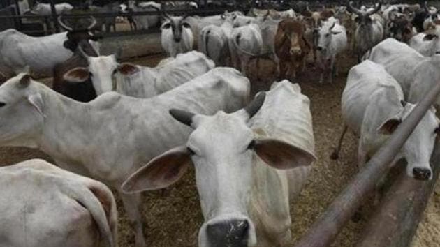 At least 173 cows have died in three shelters run by arrested BJP leader Harish Verma in Chhattisgarh (HT Photo) At least 173 cows have died in three shelters run by arrested BJP leader Harish Verma in Chhattisgarh (HT Photo)