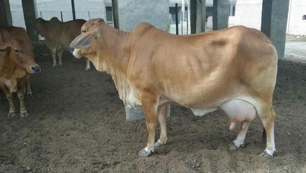 The experiment was done with eggs and semen of indigenous Sahiwal breed (Photo: Rajasthan Gopalan department) The experiment was done with eggs and semen of indigenous Sahiwal breed (Photo: Rajasthan Gopalan department)