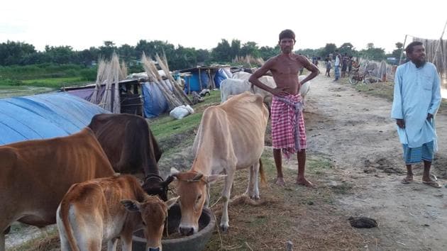 Residents of Bidyapara village of Takimari goan panchayat with their cattle outside their makeshift homes on an embankment.(Utpal Parashar/HT PHOTO)