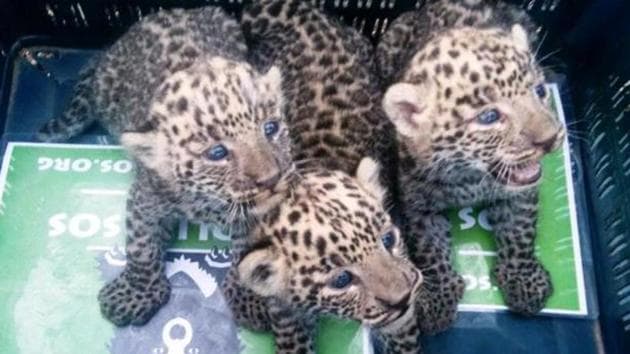 Earlier, the forest department used to keep rescued cubs in captivity. Realising that abandoned cubs don’t survive in the wild, they started to track down their mothers.(File) Earlier, the forest department used to keep rescued cubs in captivity. Realising that abandoned cubs don’t survive in the wild, they started to track down their mothers.(File)