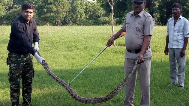 The python was spotted in a drain outside the room of a residence in Silani village, Sohna.(HT Photo) The python was spotted in a drain outside the room of a residence in Silani village, Sohna.(HT Photo)