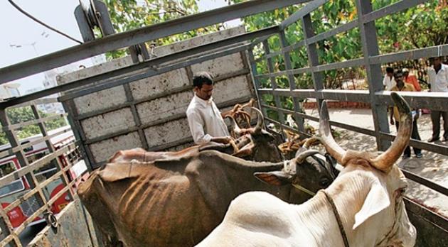 Police sent the samples of the seized meat to the forensic laboratory and are awaiting results. (Representative Photo) Police sent the samples of the seized meat to the forensic laboratory and are awaiting results. (Representative Photo)