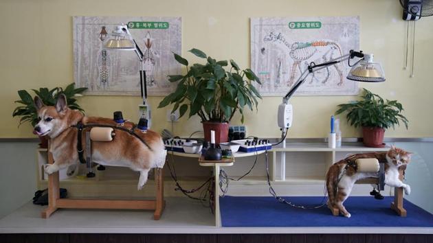 A dog and a cat receive treatment at an animal health centre in Shanghai, China. (Aly Song/REUTERS) A dog and a cat receive treatment at an animal health centre in Shanghai, China. (Aly Song/REUTERS)