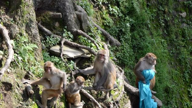 In March 2016, monkeys were declared vermin in Shimla for a period of one year.(HT File)