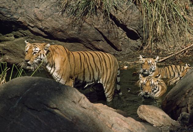 The last national estimation done in 2015 recorded 340 tigers in Uttarakhand, including 240 at Corbett reserve. (National Geographic/Getty Images) The last national estimation done in 2015 recorded 340 tigers in Uttarakhand, including 240 at Corbett reserve. (National Geographic/Getty Images)