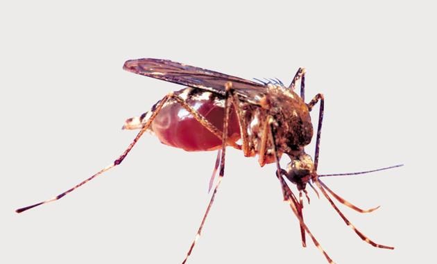 Dengue is spread by the bite of the female mosquito (Aedes aegypti). (Representative Image) Dengue is spread by the bite of the female mosquito (Aedes aegypti). (Representative Image)