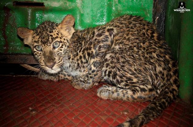 Leopard cub rescued from 60-ft well after 7-hr rescue operation ...