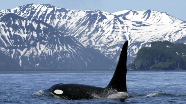 The Kamchatka Peninsula was only opened to tourists in 1990. (AFP) The Kamchatka Peninsula was only opened to tourists in 1990. (AFP)