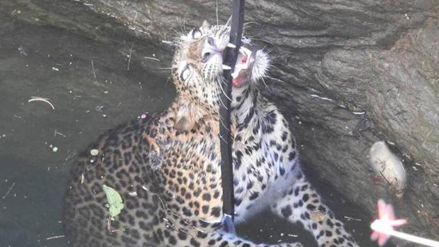 A leopard trapped in a 40-foot-deep well in Borwadi village Maharashtra. The big cat was rescued by Wildlife SOS.(HT)