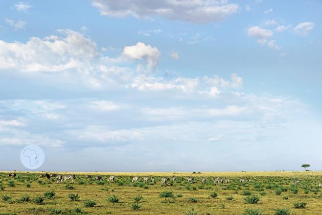 Maasai Mara boasts the largest terrestrial concentration of wildlife on our planet (Sonia Nazareth) Maasai Mara boasts the largest terrestrial concentration of wildlife on our planet (Sonia Nazareth)