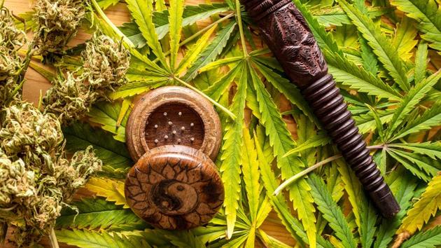 Cannabis is a drug used for its psychoactive properties. (Shutterstock) Cannabis is a drug used for its psychoactive properties. (Shutterstock)