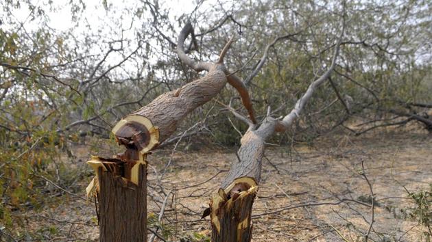 The petition also stated that more than 10,000 trees were cleared from 52 acres of the Aravallis where a realty company is coming up with a housing project. (HT Photo) The petition also stated that more than 10,000 trees were cleared from 52 acres of the Aravallis where a realty company is coming up with a housing project. (HT Photo)