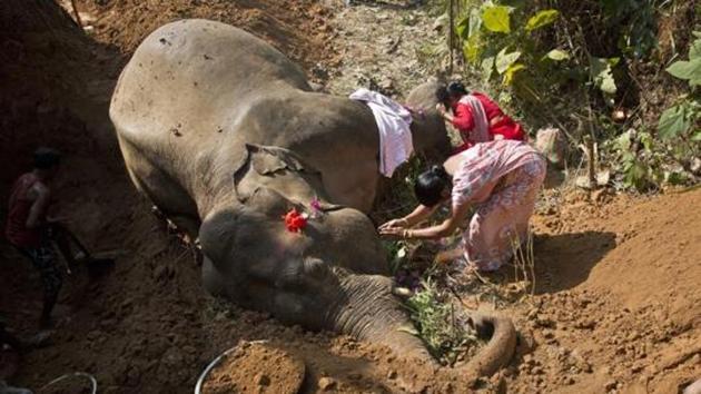 Village women pray by the carcass of an elephant at Amgaon, near Gauhati on December 3, 2016. (AP File Photo) Village women pray by the carcass of an elephant at Amgaon, near Gauhati on December 3, 2016. (AP File Photo)