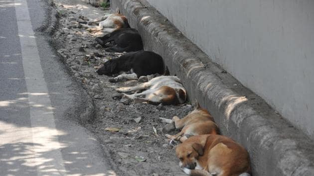 Earlier this month, three men had been caught on tape beating a dog to death in south Delhi. The act was captured on a CCTV camera, fixed on a building near the spot where the dog was killed.