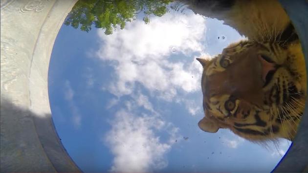 The video shows how a tiger use its paws to make a splash in the water.(Youtube)