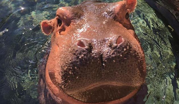 The baby hippo will soon be the star of her own series, The Fiona Show, on Facebook’s Watch.(AFP)