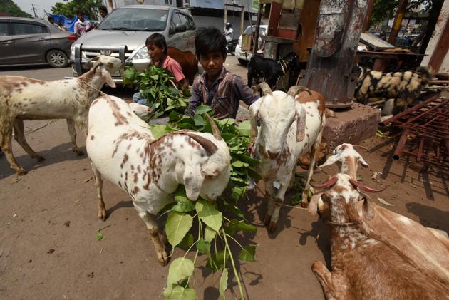 Sacrificial goats for sale for the upcoming occasion of Eid al-Adha at sector 8. (Virendra Singh Gosain/HT PHOTO) Sacrificial goats for sale for the upcoming occasion of Eid al-Adha at sector 8. (Virendra Singh Gosain/HT PHOTO)