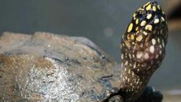 Officials of Central Industrial Security Force (CISF), who scan the hand baggage of passengers, were also trained to identify the image of tortoise as it would appear in an X-ray machine.(AFP) Officials of Central Industrial Security Force (CISF), who scan the hand baggage of passengers, were also trained to identify the image of tortoise as it would appear in an X-ray machine.(AFP)