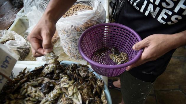 Abundant and stacked with protein, insects have long been a favourite snack among Thai farmers. But they have often carried a negative image, perceived as ‘food for the poor’ in a country with profound class divides and has even internal struggles to break from the barriers of the so called ‘other.’ (Lillian Suwanrumpha / AFP) 