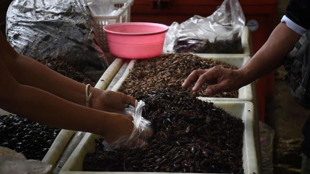 In a paper published by FAO Regional Office for Asia and the Pacific, it says,‘Cricket farming has developed into a significant animal husbandry sector and is the main source of income for a number of farmers in Thailand’ with more than 20,000 farms currently active. (Lillian Suwanrumpha / AFP) 