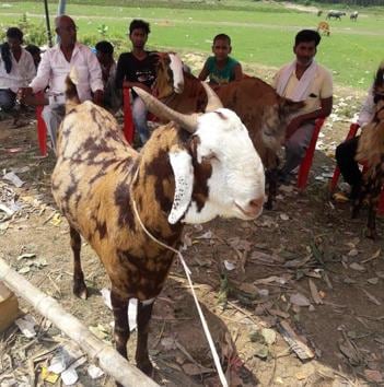 In fact, the ‘Bakra Mandi’ wore a deserted look.