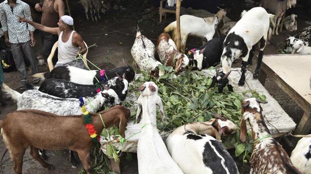 Also known as the ‘sacrificial feast’, the second Eid of the year will be celebrated worldwide from the evening of September 1. Eid al-Adha as per the lunar calendar begins on the tenth day of Dhu’l-Hijjah, the final month of the Islamic calendar. This Eid falls after the Arafat Day of the annual Hajj pilgrimage to the holy cities of Mecca and Medina in Saudi Arabia, a journey obligatory upon all abled Muslim men and women once in their lifetime. (Burhaan Kinu/HT PHOTO)