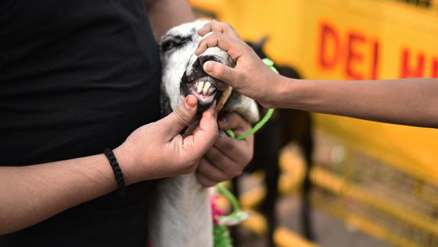 A structural deformity in the jaw could mean hereditary conditions, making it unfit for sacrifice. The goat’s lower teeth should perfectly flush with the upper dental pad when it closes its mouth which is examined by lifting the jaw and counting the number of teeth - another metric for choosing a fit and able animal for sacrifice. (Burhaan Kinu/HT PHOTO)