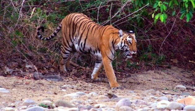 Palamau is only one in a long list of tiger habitats across India where development projects have got the governments’ nod.(HT File Photo) Palamau is only one in a long list of tiger habitats across India where development projects have got the governments’ nod.(HT File Photo)