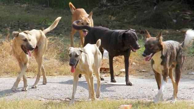 Dogs can be seen roaming in the OPD corridor and other places on the hospital campus.(File) Dogs can be seen roaming in the OPD corridor and other places on the hospital campus.(File)