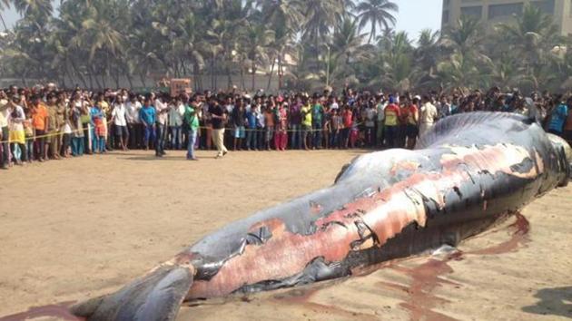 A 35-foot-long dead whale washed ashore at Mumbai’s Juhu beach in January 2016. (HT File) A 35-foot-long dead whale washed ashore at Mumbai’s Juhu beach in January 2016. (HT File)