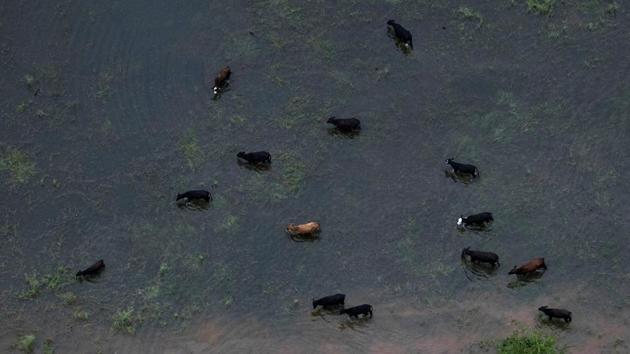 Cattle graze around flood waters caused by Tropical Storm Harvey near Sandy Point, Texas, U.S   (REUTERS) 