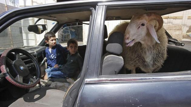 Palestinian children ride in a car with a ram sitting in the back seat, in the West Bank city of Hebron prior to commemoration on the first day of Eid al-Adha. (Hazem Bader / AFP)