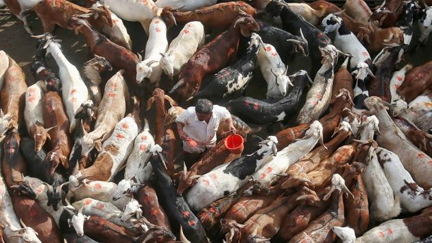 A trader applies colour on his goats for identification at a livestock market, ahead of the Eid al-Adha festival in Mumbai, India. (Shailesh Andrade / REUTERS)