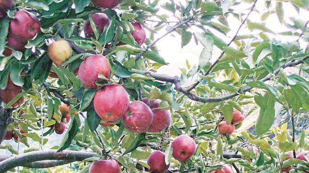 Under the project, hill farmers would be encouraged to grow apples in some 1,000 acre of farm land. (HT PHOTO) Under the project, hill farmers would be encouraged to grow apples in some 1,000 acre of farm land. (HT PHOTO)