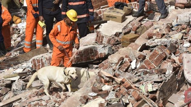 Sniffer dogs at the site of the collapse on Thursday.(Anshuman Poyrekar/HT)