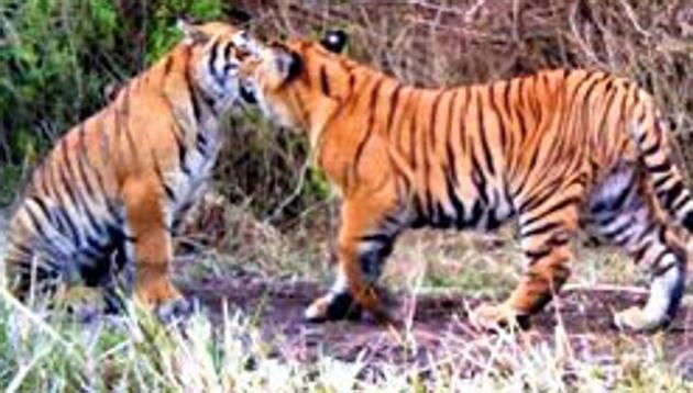 Established in 2013, the Mukundara Hills tiger reserve in Rajasthan will get three tigers by the end of the year.(HT PHOTO)