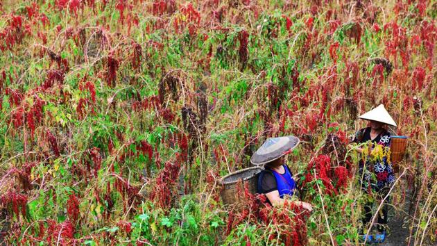 Chinese farmers harvesting red quinoa in Jianhe in China's southwestern Guizhou province. (AFP) Chinese farmers harvesting red quinoa in Jianhe in China's southwestern Guizhou province. (AFP)