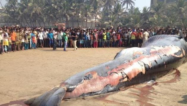 A 35-foot-long dead whale washed ashore at Mumbai’s Juhu beach in January 2016.(HT File)