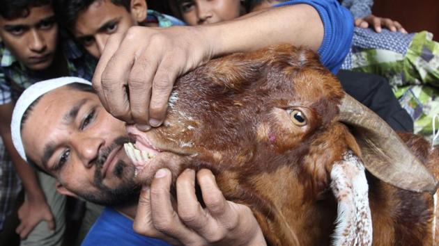 People checking for the best goat for the upcoming festival of Eid in Thane. (Praful Gangurde / HT photo) People checking for the best goat for the upcoming festival of Eid in Thane. (Praful Gangurde / HT photo)
