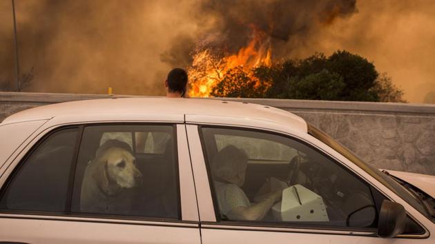 Of the 1,400 people evacuated from their homes, 90 percent had returned by Sunday afternoon. ‘The stretch of the 210 freeway, a major thoroughfare that has been closed for several days will reopen on either Sunday night or Monday morning’, Garcetti said. (David McNew / AFP) Of the 1,400 people evacuated from their homes, 90 percent had returned by Sunday afternoon. ‘The stretch of the 210 freeway, a major thoroughfare that has been closed for several days will reopen on either Sunday night or Monday morning’, Garcetti said. (David McNew / AFP)