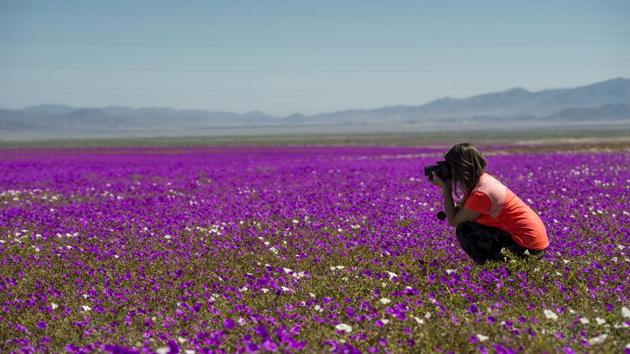 The ‘desierto florido’ (flowering desert) phenomenon usually occurs every five to seven years when rains cause buried seeds to germinate and flower. Surprisingly, this latest boom occurs just two years after its last instance in 2015. (AFP) The ‘desierto florido’ (flowering desert) phenomenon usually occurs every five to seven years when rains cause buried seeds to germinate and flower. Surprisingly, this latest boom occurs just two years after its last instance in 2015. (AFP)