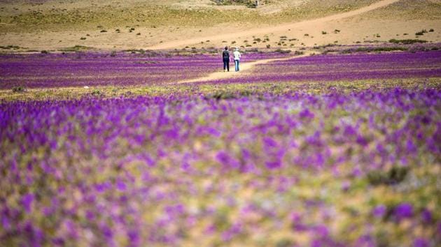 The beautiful blooming desert is a popular tourist attraction as the Atacama scenery is usually so extreme that the region has been compared to that of Mars and has often been used as a Red Planet proxy in both films and for scientific testing for future missions. (Martin Bernetti / AFP) The beautiful blooming desert is a popular tourist attraction as the Atacama scenery is usually so extreme that the region has been compared to that of Mars and has often been used as a Red Planet proxy in both films and for scientific testing for future missions. (Martin Bernetti / AFP)
