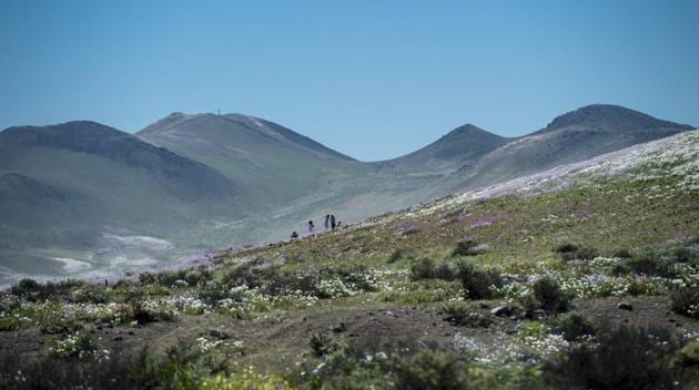 Tourism officials said they hoped more flowers would bloom in the coming weeks as different species germinate at different times. (AFP) Tourism officials said they hoped more flowers would bloom in the coming weeks as different species germinate at different times. (AFP)