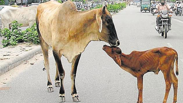 60-year-old Kamleshi Devi was trying to pull the calf off the lactating cow but the rope around its neck tightened, resulting in its death.(File for representation) 60-year-old Kamleshi Devi was trying to pull the calf off the lactating cow but the rope around its neck tightened, resulting in its death.(File for representation)
