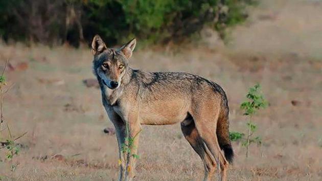 Four wolves had died earlier and two more died last month at the Nahargarh Park.(HT PHOTO) Four wolves had died earlier and two more died last month at the Nahargarh Park.(HT PHOTO)