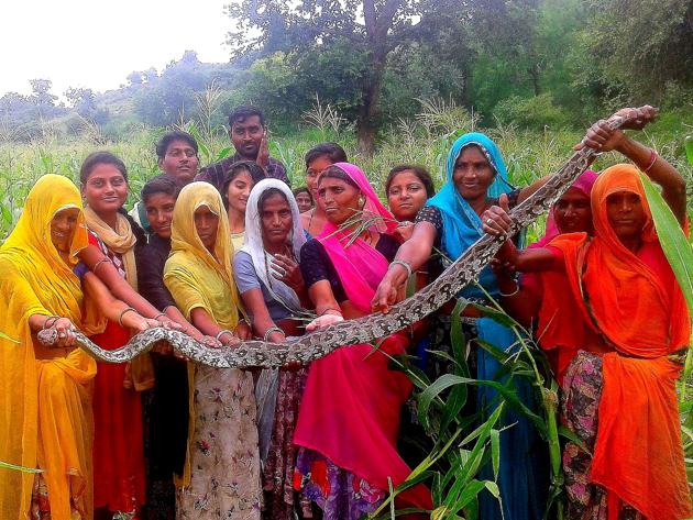 Women from Samecha village in Udaipur pose with the snake that they caught and guarded.(HT Photo)