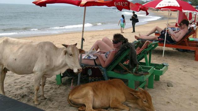 File photo from March 2008 shows western tourists relaxing next to cows on Anjuna Beach in Goa.(AFP)