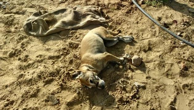 The incident allegations from animal lovers that the institute authorities got the canines killed, a charge denied by the MNIT. The dogs died on Sunday, but the incident was not reported.(HT Photo)