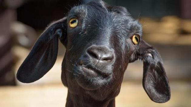 The woman was soon confronted by a local, Sandip Kumar, accompanied by his younger brother, who claimed the goat belonged to them and had simply strayed to the hospital’s premises, police were told. (Representative Photo) The woman was soon confronted by a local, Sandip Kumar, accompanied by his younger brother, who claimed the goat belonged to them and had simply strayed to the hospital’s premises, police were told. (Representative Photo)