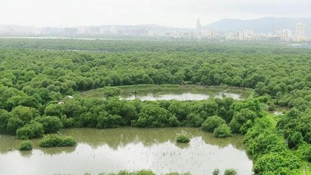 Mangrove cell officials said the method would be cost-effective, fast and can be repeated instead of entering mangrove patches with seeds only once a year(File)
